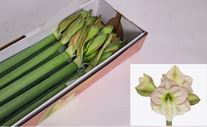 <h4>HIPP GA MAMA MIA</h4>