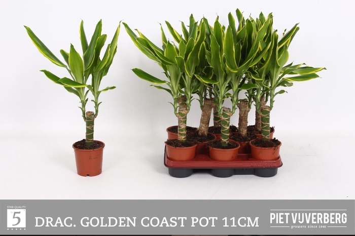 <h4>DRA FRAG GOLD COAST</h4>