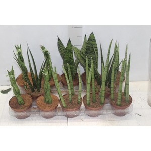 SANSEVIERA MINI MIX P10