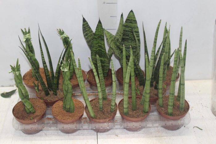 <h4>SANSEVIERA MINI MIX P10</h4>