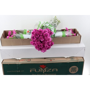 Di St Farida Box