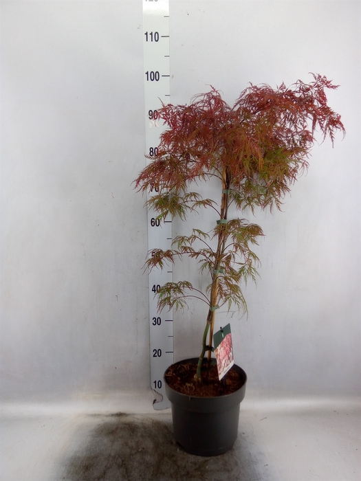 <h4>Acer palmatum 'Garnet'</h4>