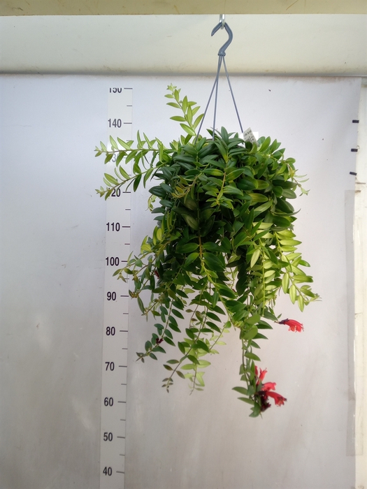 <h4>Aeschynanthus  'Caro Improved'</h4>