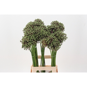 Allium Zaadbollen