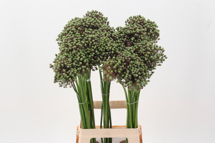 <h4>Allium Zaadbollen</h4>