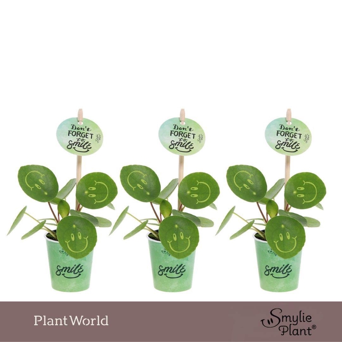 <h4>Pilea Smylie Plant® Ⓓ - Happy in papercup</h4>