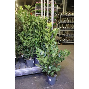 Prun La Rotundifolia