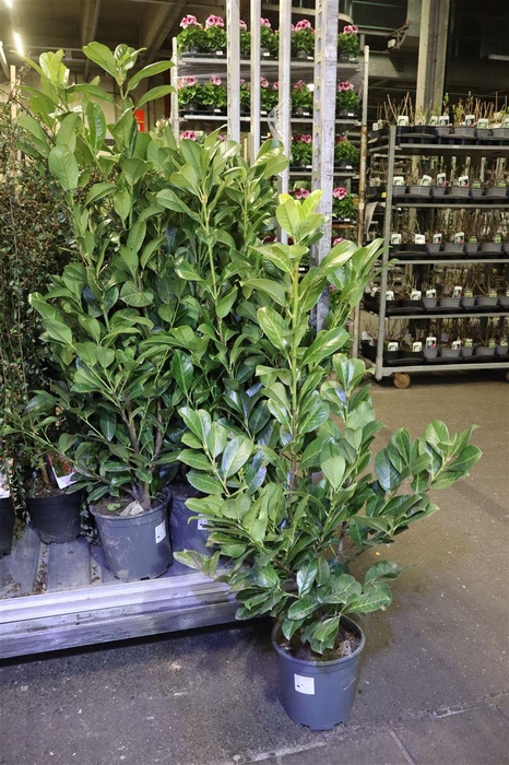 <h4>Prun La Rotundifolia</h4>