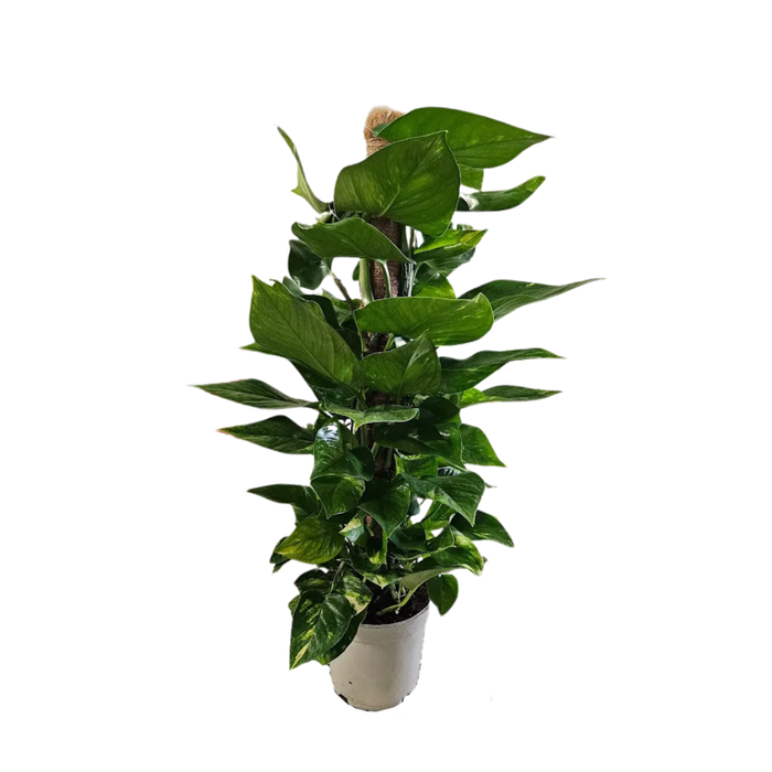 <h4>Epipremnum overig</h4>