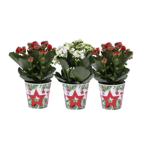Kalan Gev Rood & Wit 2kl Smartcup X-mas
