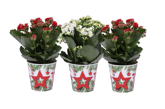 <h4>Kalan Gev Rood & Wit 2kl Smartcup X-mas</h4>
