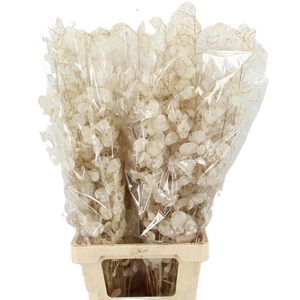 LUNARIA ANN GROENE P