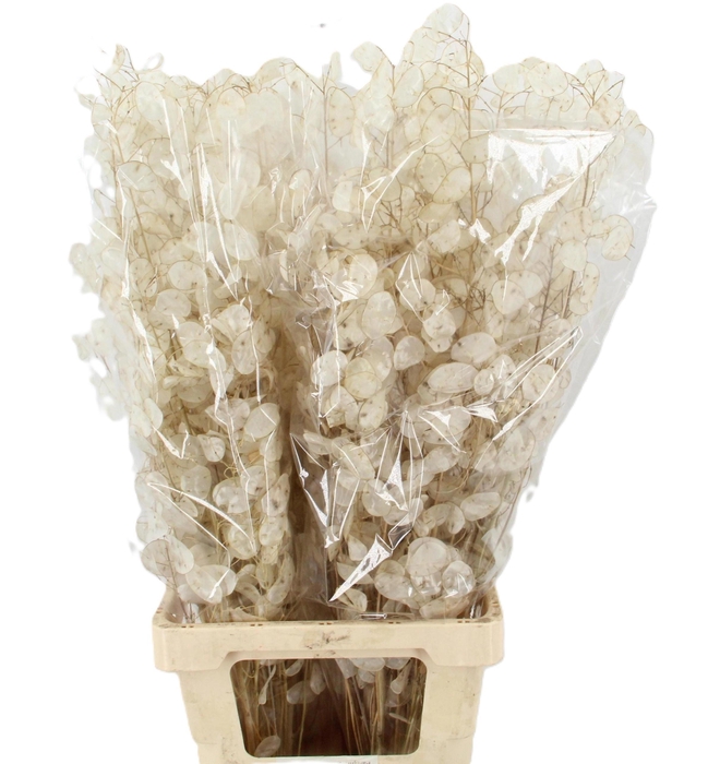 <h4>LUNARIA ANN GROENE P</h4>