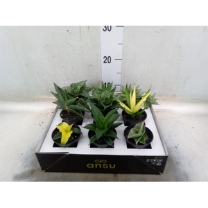 Sansevieria   ...