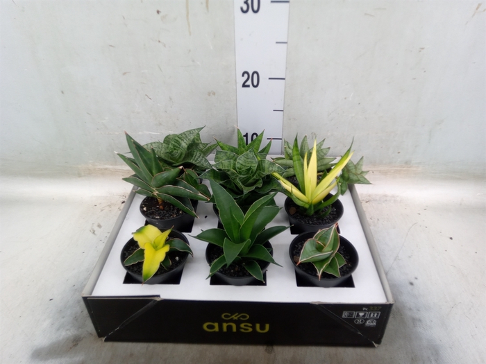 <h4>Sansevieria   ...</h4>