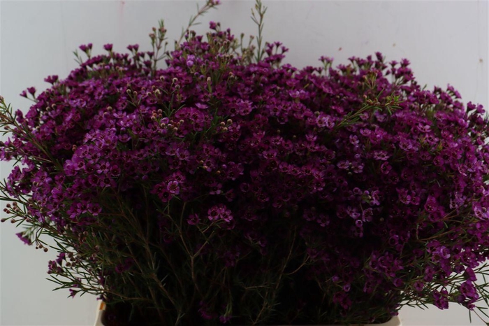 <h4>Cham Early Purple</h4>