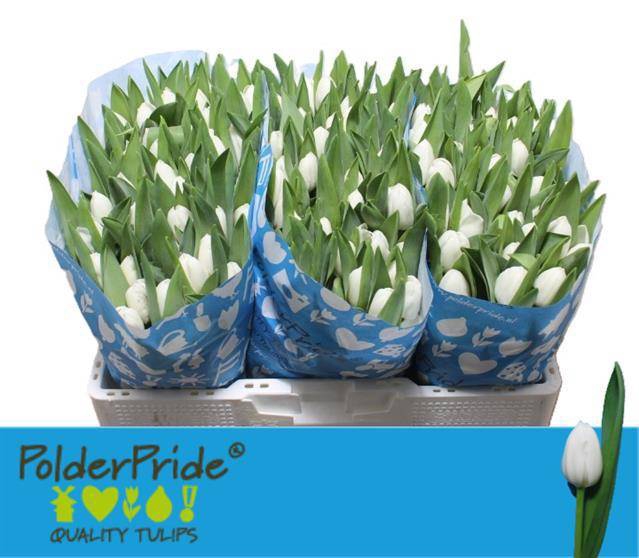 <h4>TU EN ROYAL VIRGIN</h4>