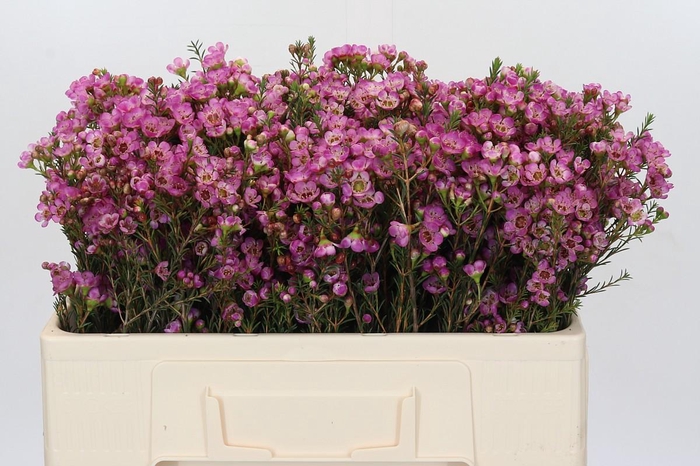 <h4>Chamelaucium Adi</h4>