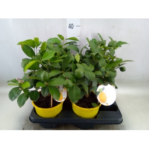 Citrus meyeri 'Meyer'