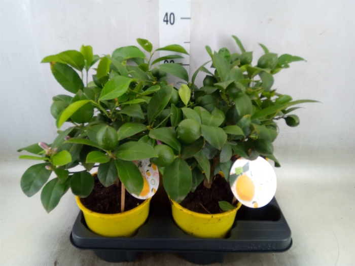 <h4>Citrus meyeri 'Meyer'</h4>