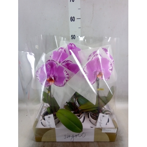 Phalaenopsis   ...