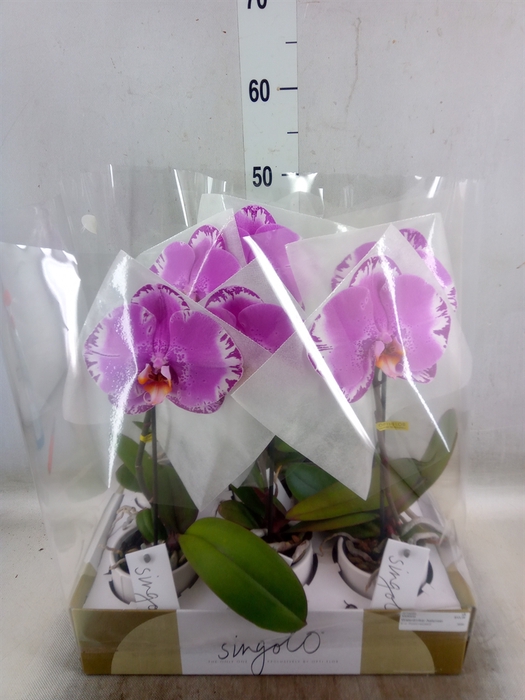 <h4>Phalaenopsis   ...</h4>