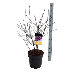 Amelanchier 'Saskatoon Berry' ®