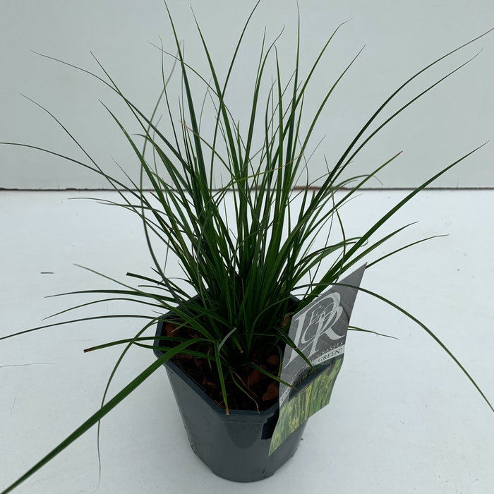 <h4>Carex 'Magic Green'</h4>