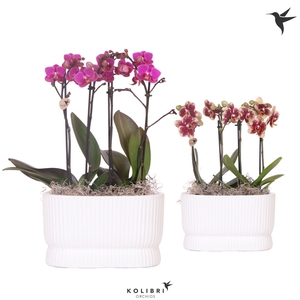 Kolibri Orchids Phalaenopsis mix 4 spike in Diabolo Twins white