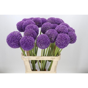 Allium Giganteum