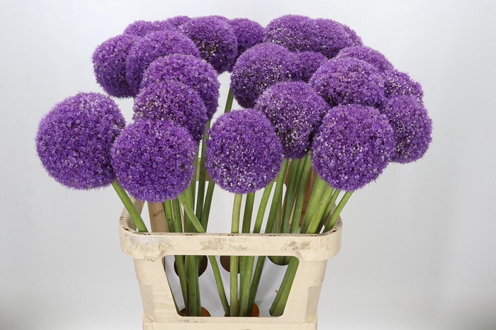 <h4>Allium Giganteum</h4>