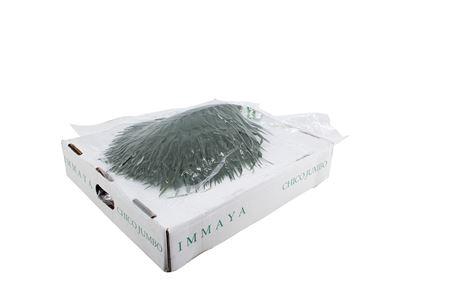 <h4>Chico 45cm Jumbo</h4>