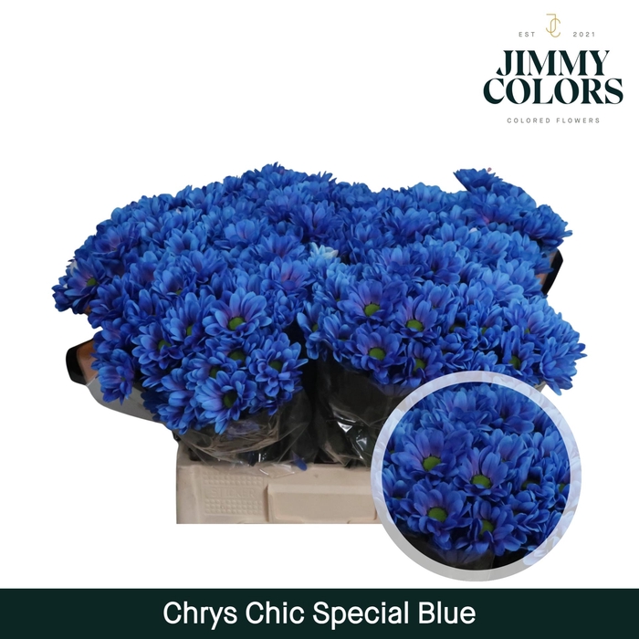<h4>Chrys tros Chic Special blue</h4>