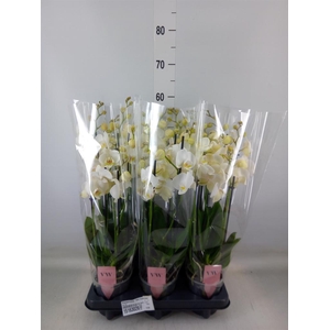 Phalaenopsis  'Ant Inverness'