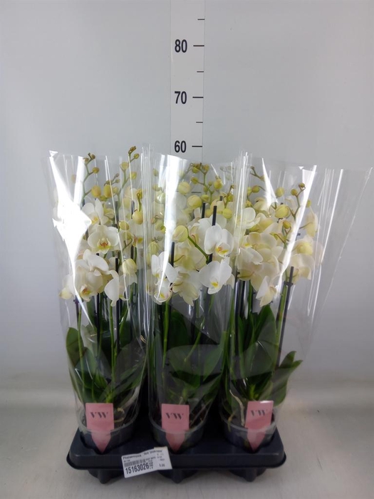 <h4>Phalaenopsis  'Ant Inverness'</h4>