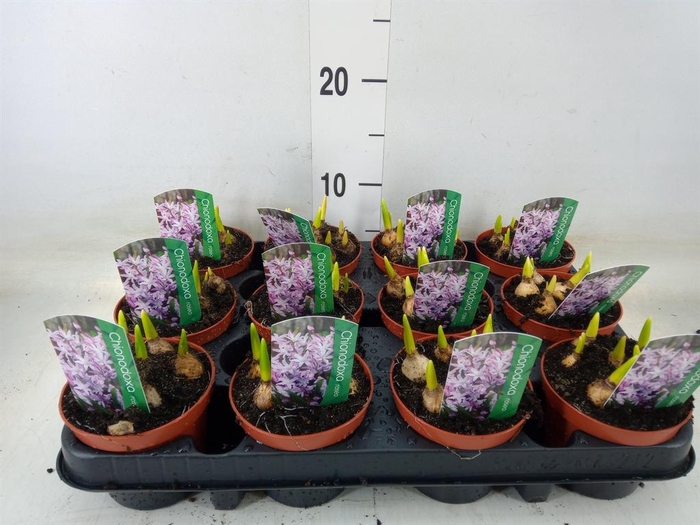 <h4>Chionodoxa   ...</h4>