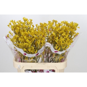 Anigozanthos Imani Yellow