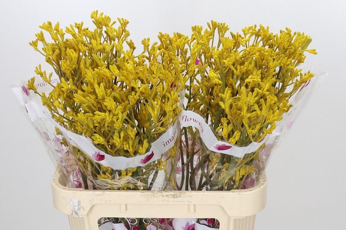 <h4>Anigozanthos Imani Yellow</h4>