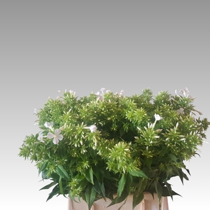 PHLOX P ICECAP