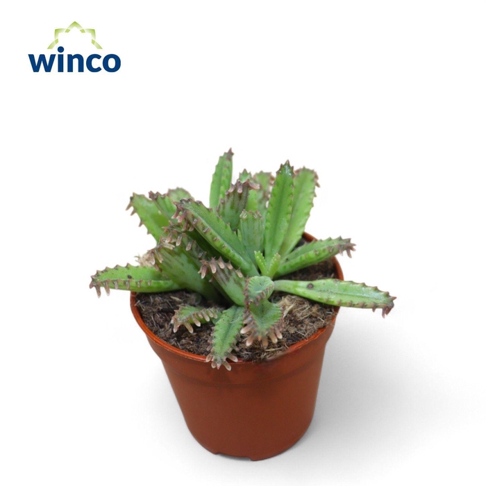 <h4>Kalanchoe Daigremontiana</h4>