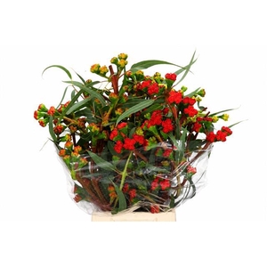 Euc. Cardinale Flowers Red