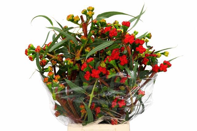 <h4>Euc. Cardinale Flowers Red</h4>