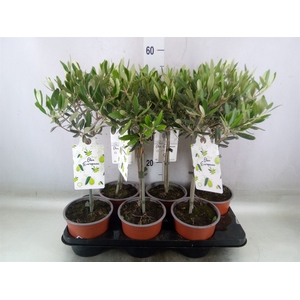 Olea europaea
