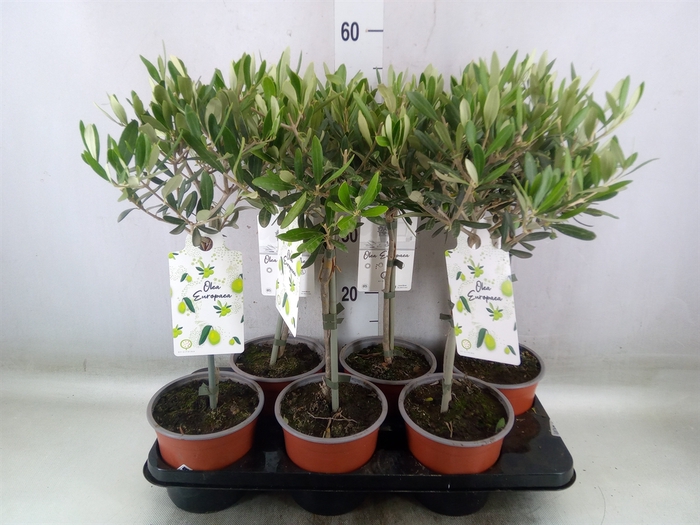 <h4>Olea europaea</h4>