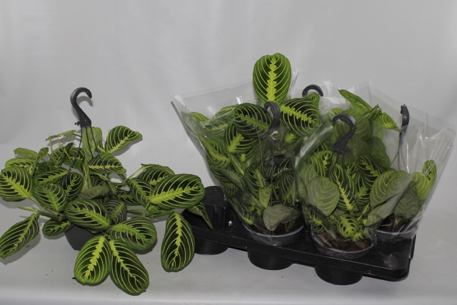 MARANTA OV