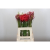 Nerine Mix