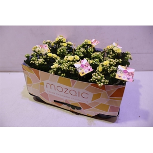 arr8 Kalanchoe Mozac