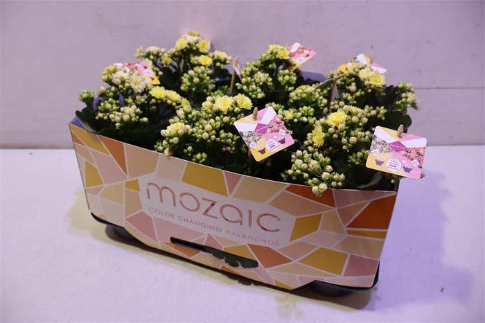 <h4>Kalanchoe Mozac</h4>