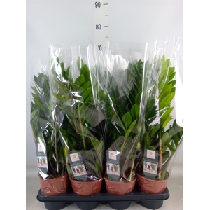 Zamioculcas zamiifolia