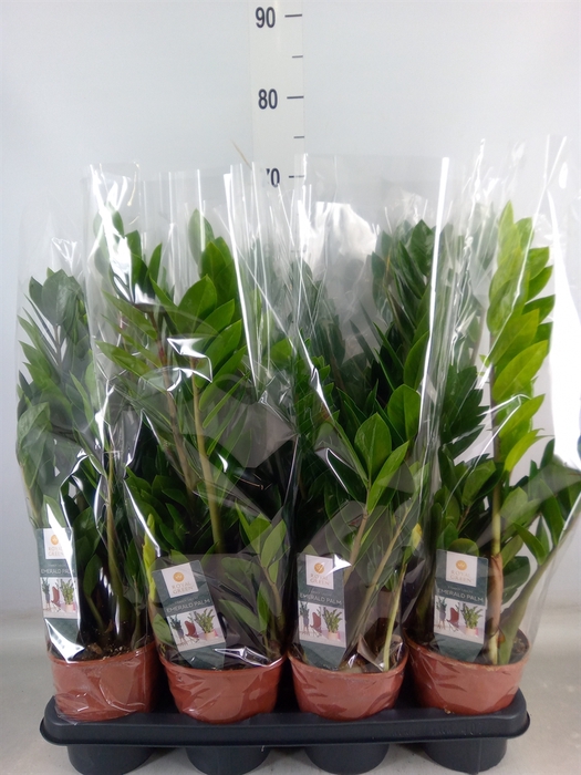 <h4>Zamioculcas zamiifolia</h4>